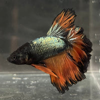 the-fish-farm Premium Male Betta Mustard Halfmoon Premium Male Betta - One Only - 16 Buy Mustard Halfmoon Male Bettas at The Fish Farm Australia