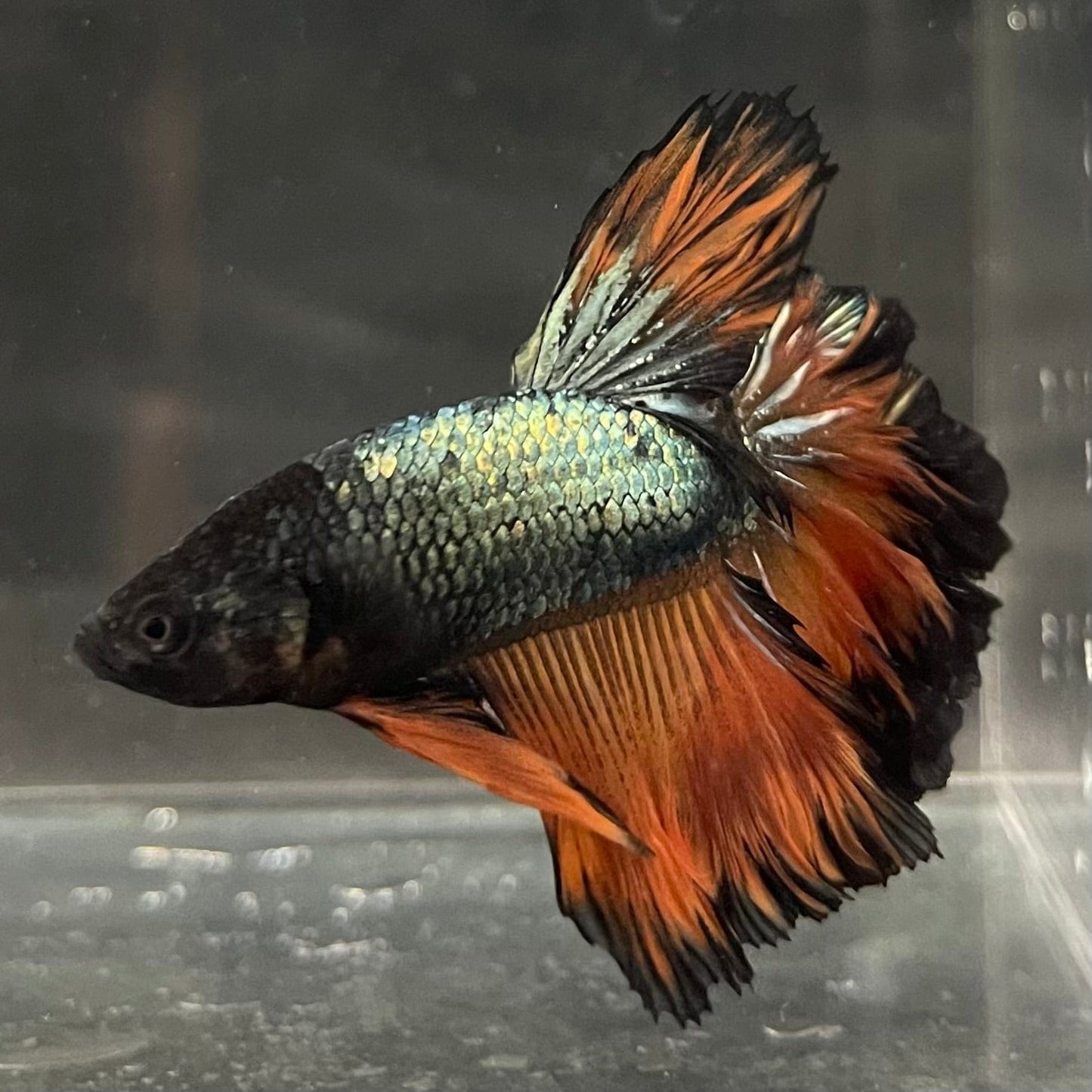 the-fish-farm Premium Male Betta Mustard Halfmoon Premium Male Betta - One Only - 16 Buy Mustard Halfmoon Male Bettas at The Fish Farm Australia