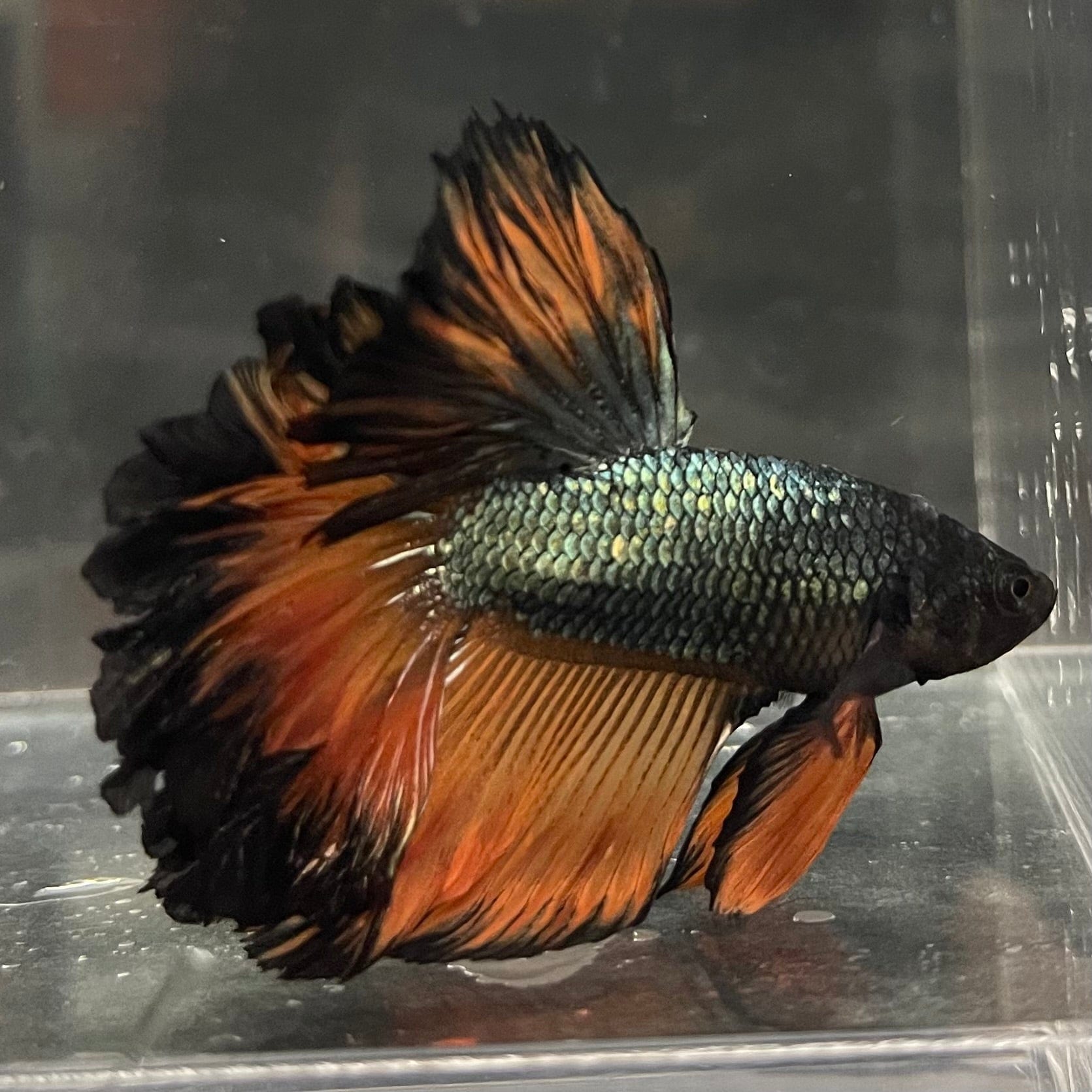 the-fish-farm Premium Male Betta Mustard Halfmoon Premium Male Betta - One Only - 16 Buy Mustard Halfmoon Male Bettas at The Fish Farm Australia