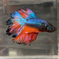 the-fish-farm Premium Male Betta Mustard Halfmoon Premium Male Betta - One Only - 18 Buy Mustard Halfmoon Male Bettas at The Fish Farm Australia