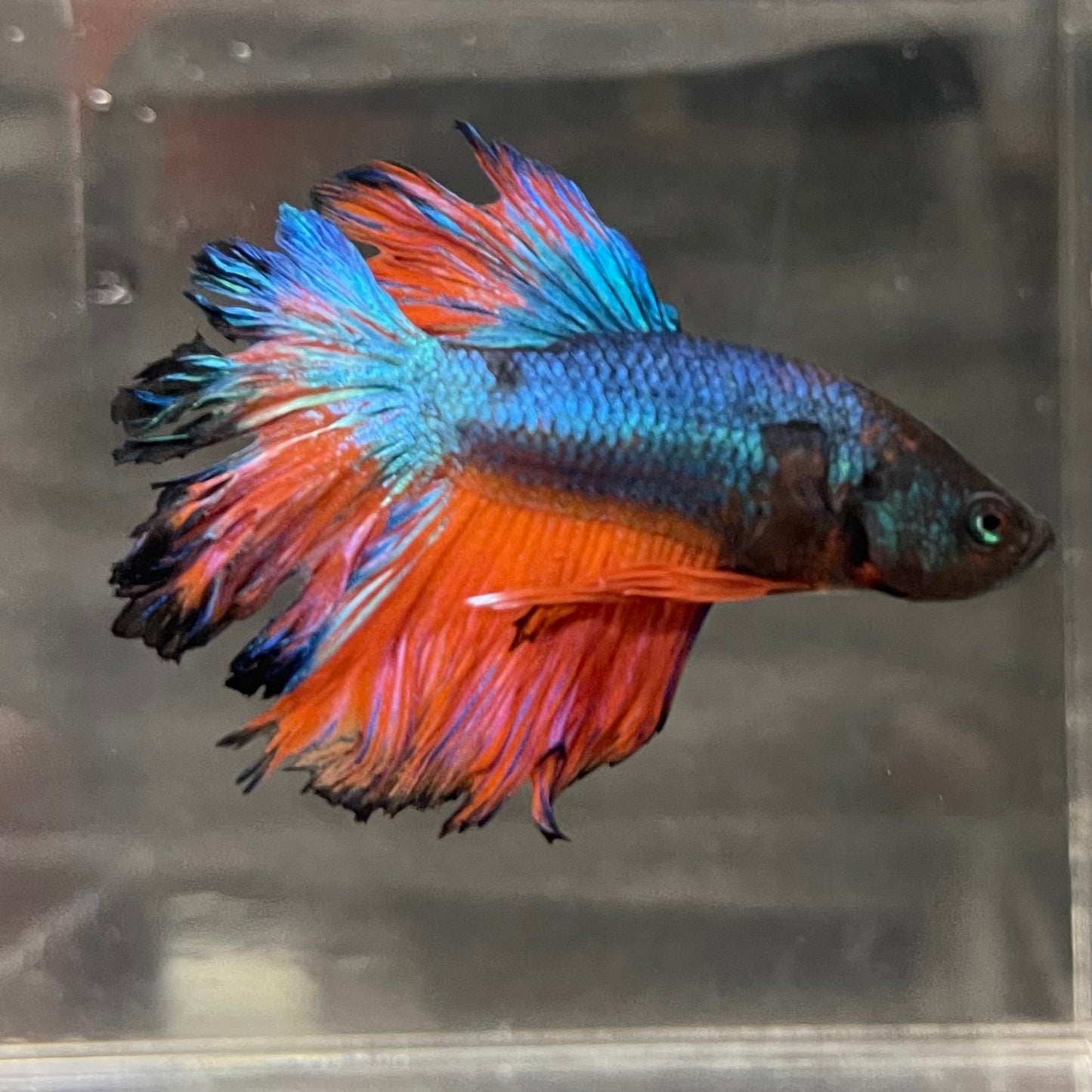 the-fish-farm Premium Male Betta Mustard Halfmoon Premium Male Betta - One Only - 18 Buy Mustard Halfmoon Male Bettas at The Fish Farm Australia