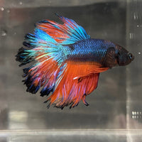 the-fish-farm Premium Male Betta Mustard Halfmoon Premium Male Betta - One Only - 18 Buy Mustard Halfmoon Male Bettas at The Fish Farm Australia