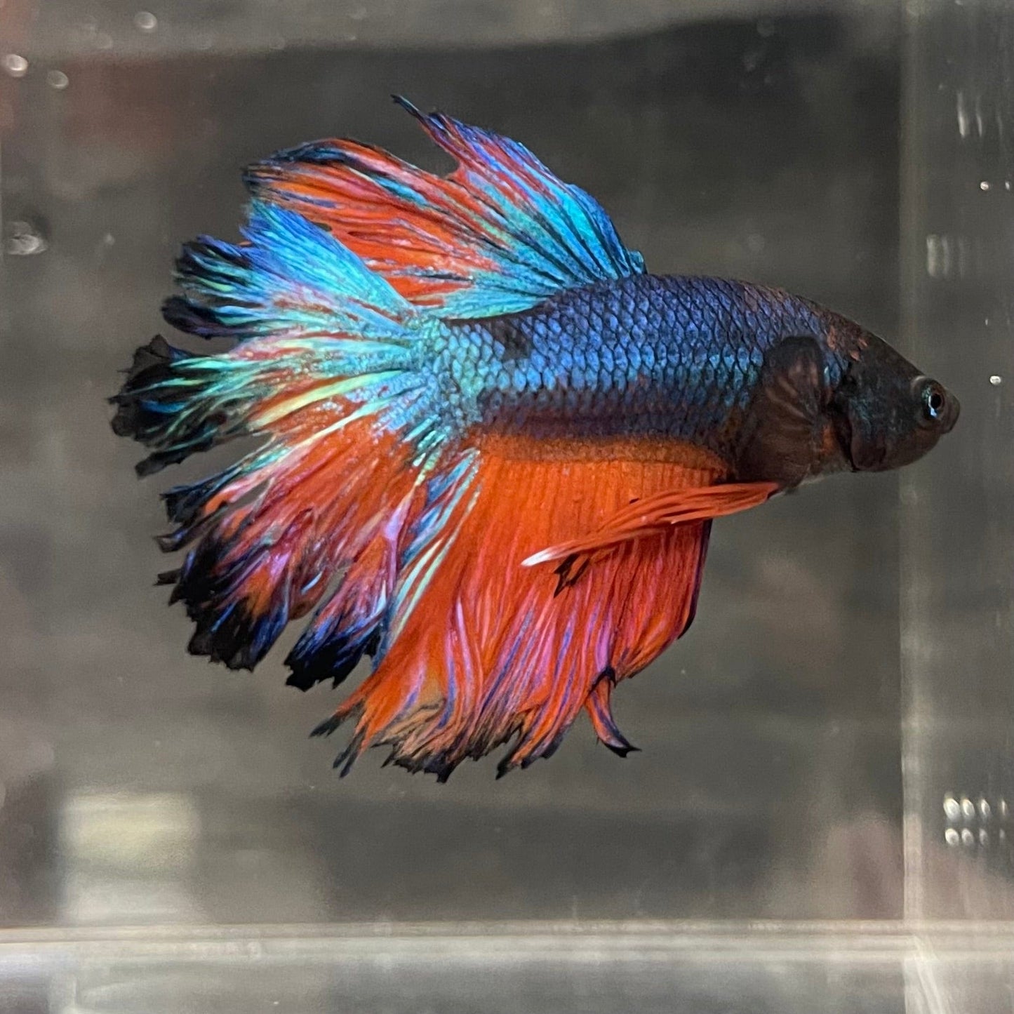 the-fish-farm Premium Male Betta Mustard Halfmoon Premium Male Betta - One Only - 18 Buy Mustard Halfmoon Male Bettas at The Fish Farm Australia