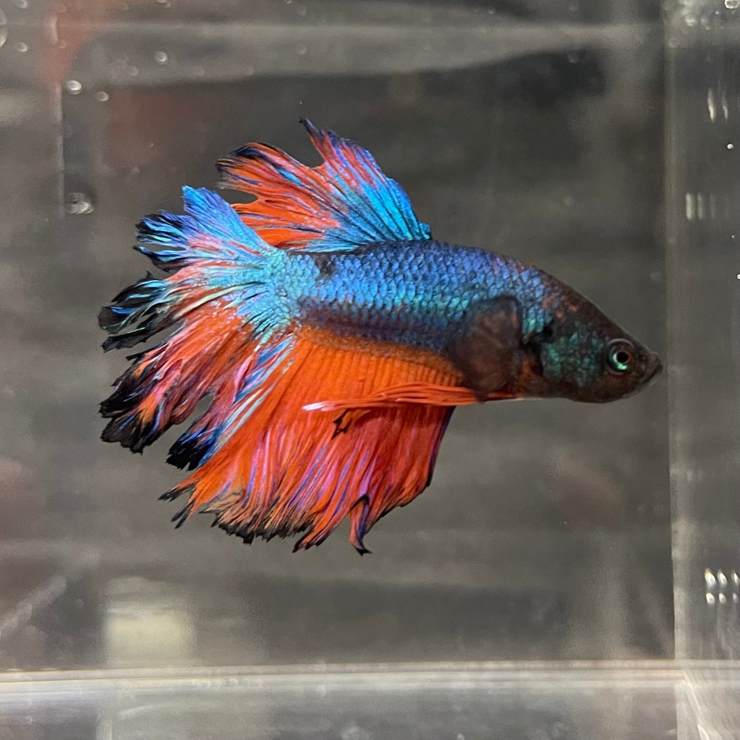 the-fish-farm Premium Male Betta Mustard Halfmoon Premium Male Betta - One Only - 18 Buy Mustard Halfmoon Male Bettas at The Fish Farm Australia