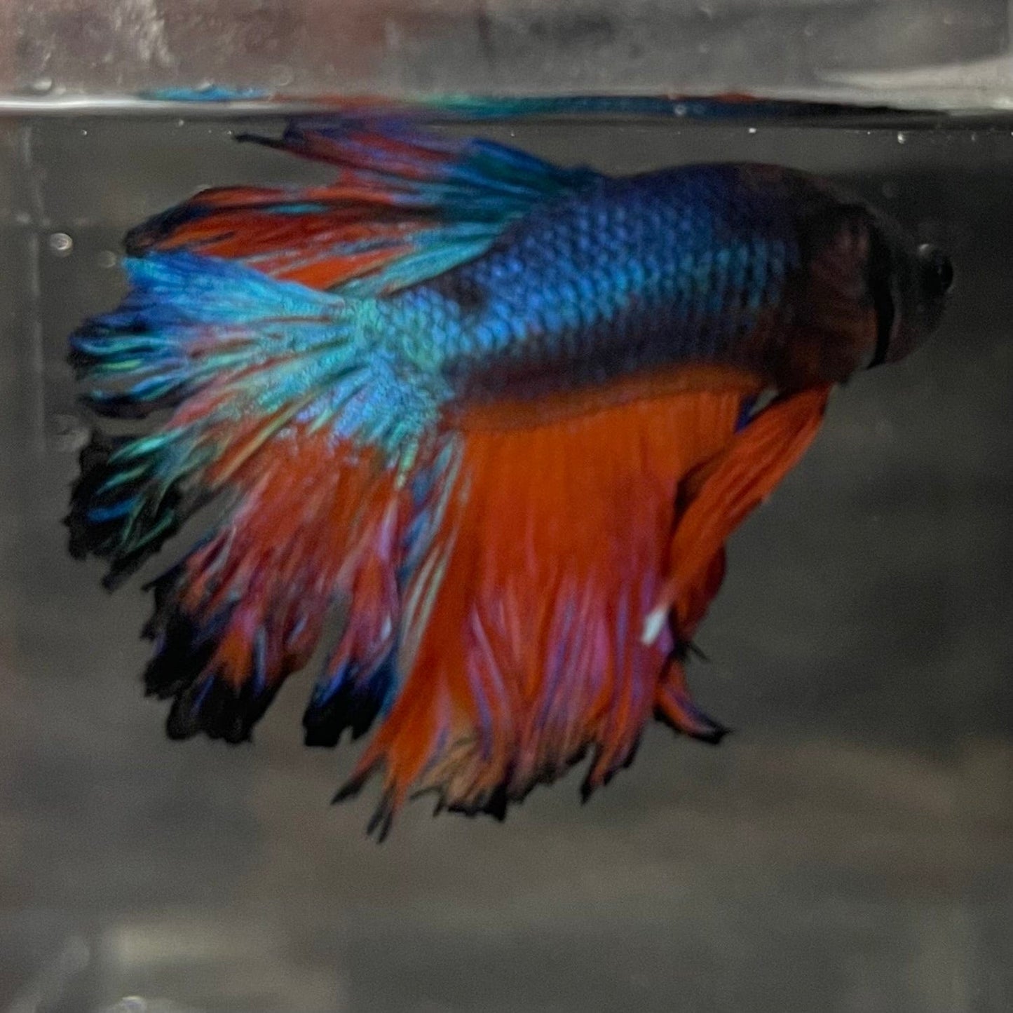 the-fish-farm Premium Male Betta Mustard Halfmoon Premium Male Betta - One Only - 18 Buy Mustard Halfmoon Male Bettas at The Fish Farm Australia