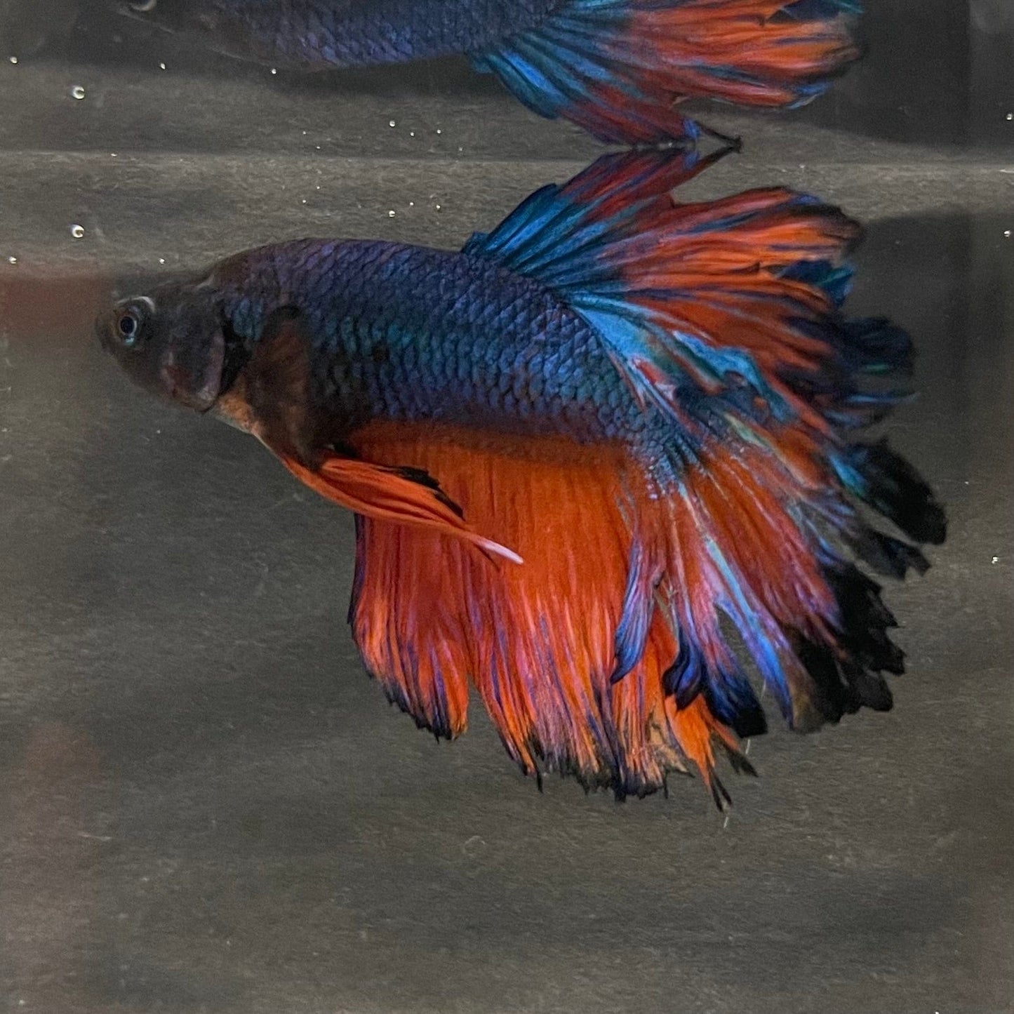 the-fish-farm Premium Male Betta Mustard Halfmoon Premium Male Betta - One Only - 18 Buy Mustard Halfmoon Male Bettas at The Fish Farm Australia