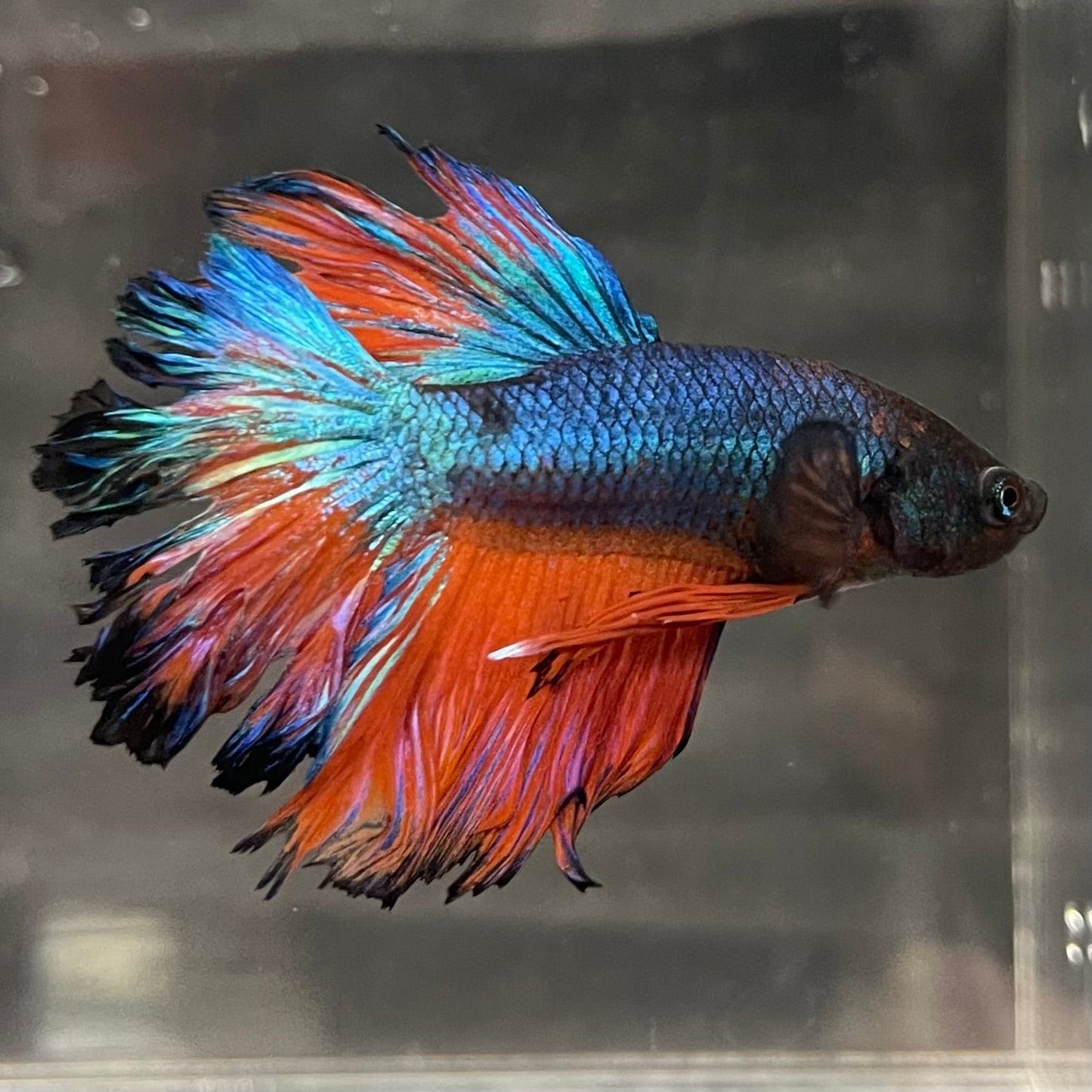 the-fish-farm Premium Male Betta Mustard Halfmoon Premium Male Betta - One Only - 18 Buy Mustard Halfmoon Male Bettas at The Fish Farm Australia