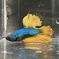 the-fish-farm Premium Male Betta Mustard Halfmoon Premium Male Betta - One Only - 19 Buy Mustard Halfmoon Male Bettas at The Fish Farm Australia