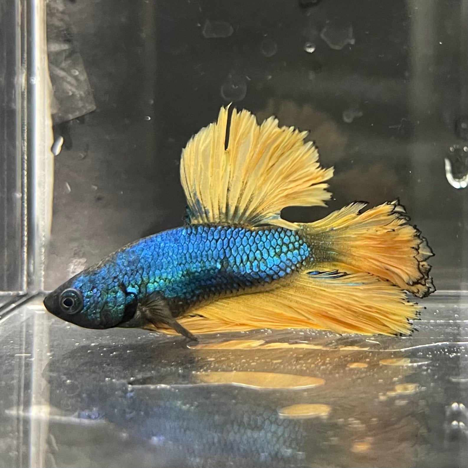 the-fish-farm Premium Male Betta Mustard Halfmoon Premium Male Betta - One Only - 19 Buy Mustard Halfmoon Male Bettas at The Fish Farm Australia