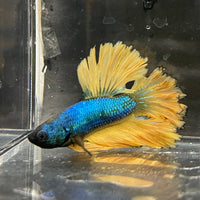 the-fish-farm Premium Male Betta Mustard Halfmoon Premium Male Betta - One Only - 19 Buy Mustard Halfmoon Male Bettas at The Fish Farm Australia