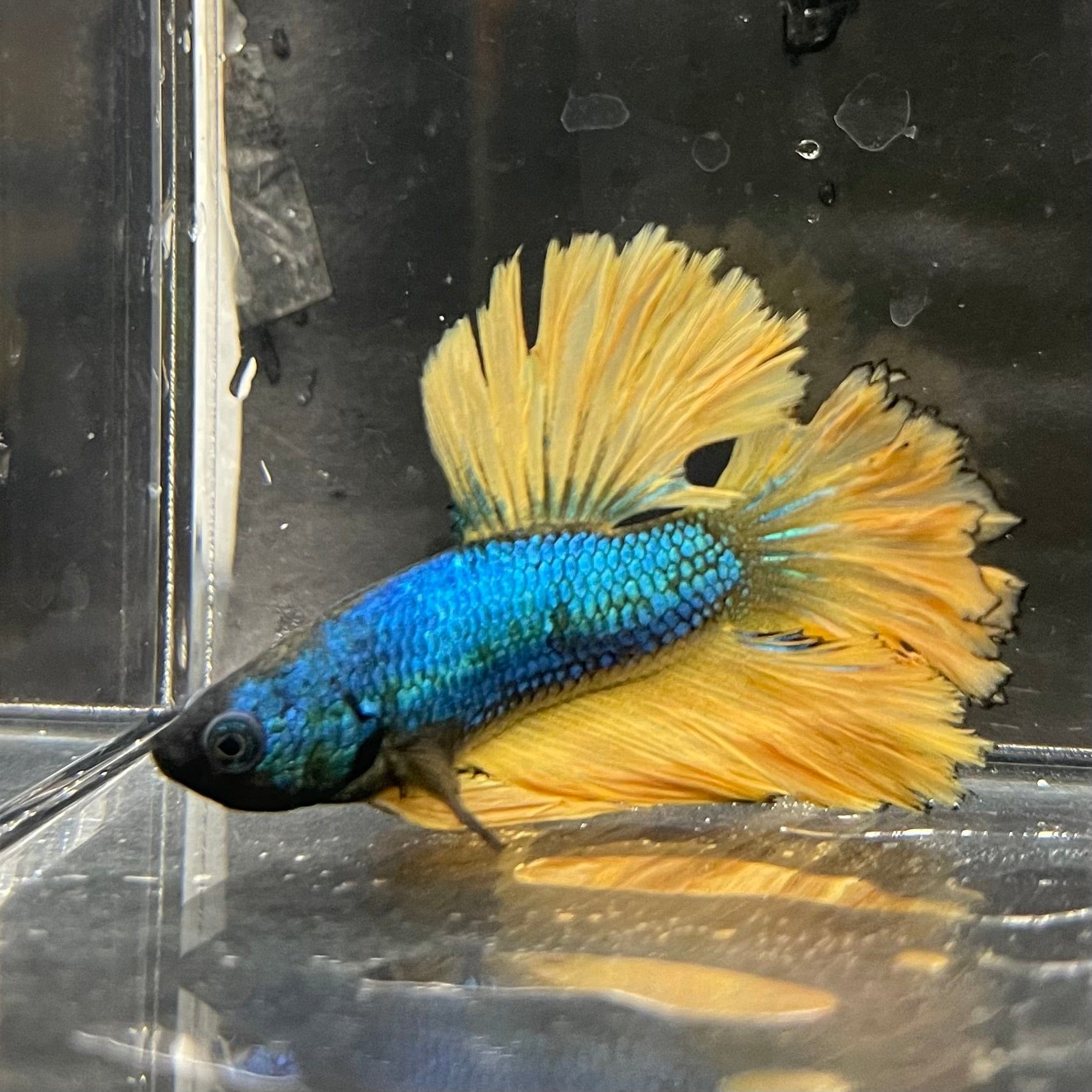 the-fish-farm Premium Male Betta Mustard Halfmoon Premium Male Betta - One Only - 19 Buy Mustard Halfmoon Male Bettas at The Fish Farm Australia
