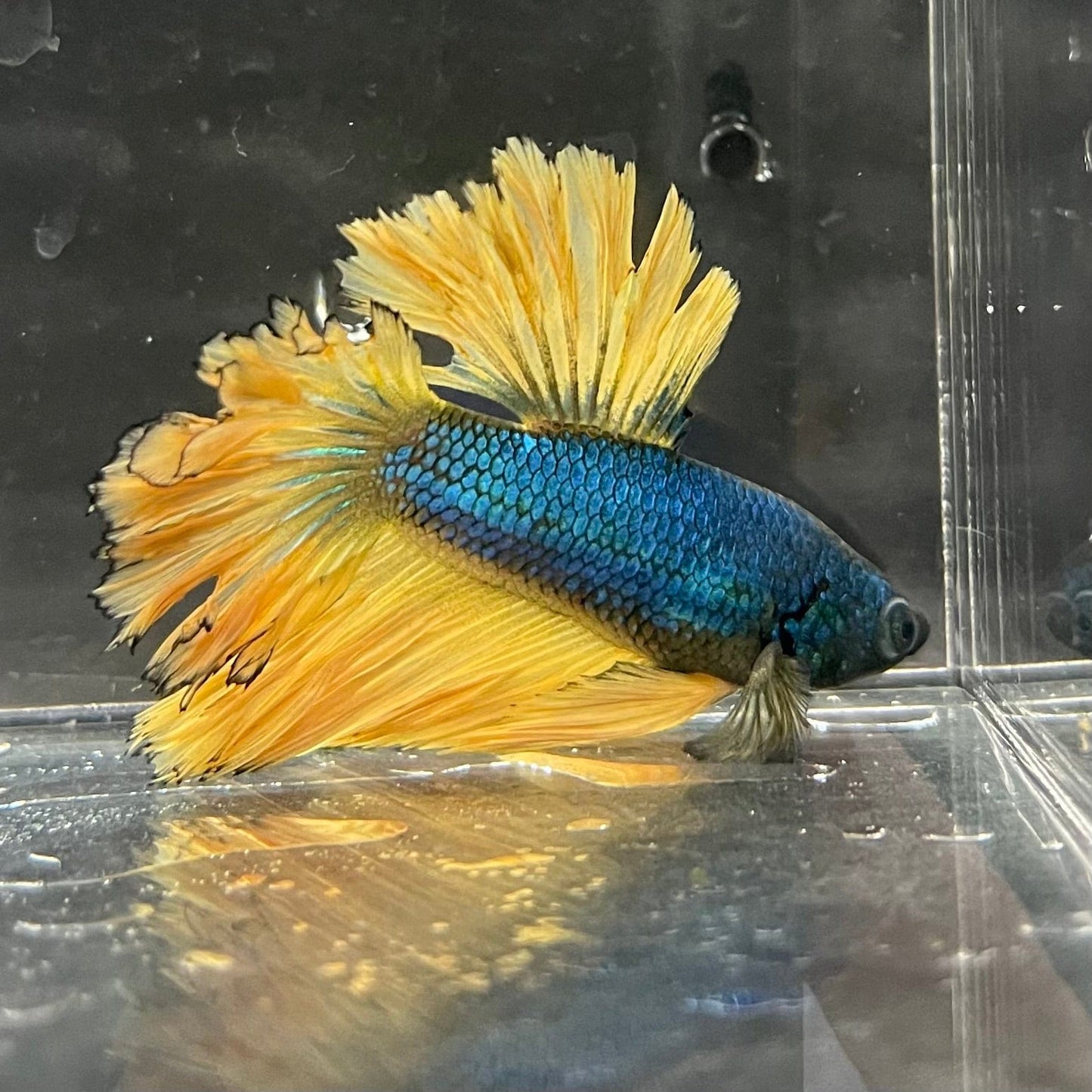 the-fish-farm Premium Male Betta Mustard Halfmoon Premium Male Betta - One Only - 19 Buy Mustard Halfmoon Male Bettas at The Fish Farm Australia