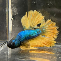 the-fish-farm Premium Male Betta Mustard Halfmoon Premium Male Betta - One Only - 19 Buy Mustard Halfmoon Male Bettas at The Fish Farm Australia