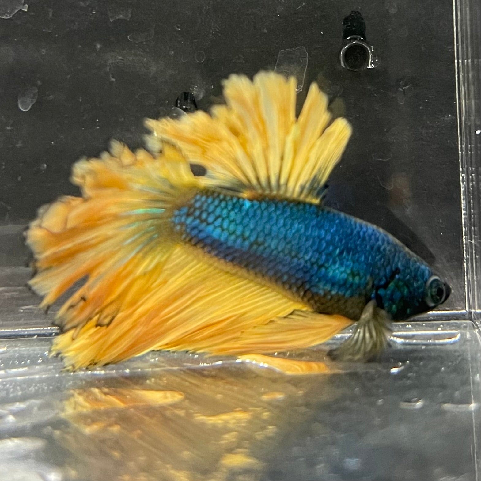 the-fish-farm Premium Male Betta Mustard Halfmoon Premium Male Betta - One Only - 19 Buy Mustard Halfmoon Male Bettas at The Fish Farm Australia