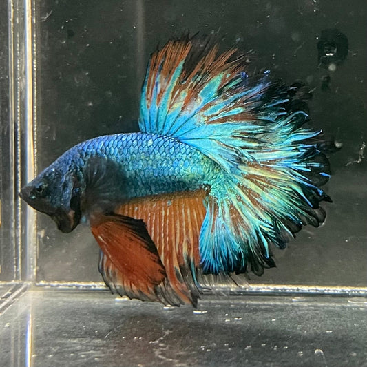 the-fish-farm Premium Male Betta Mustard Halfmoon Premium Male Betta - One Only - 2 Buy Mustard Halfmoon Male Bettas at The Fish Farm Australia