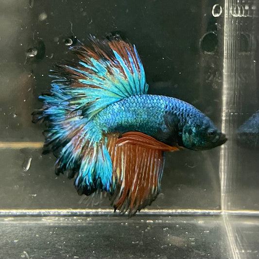 the-fish-farm Premium Male Betta Mustard Halfmoon Premium Male Betta - One Only - 2 Buy Mustard Halfmoon Male Bettas at The Fish Farm Australia