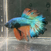 the-fish-farm Premium Male Betta Mustard Halfmoon Premium Male Betta - One Only - 2 Buy Mustard Halfmoon Male Bettas at The Fish Farm Australia