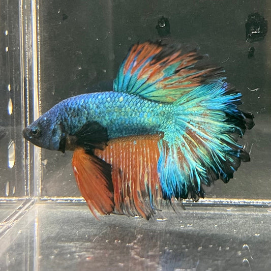 the-fish-farm Premium Male Betta Mustard Halfmoon Premium Male Betta - One Only - 2 Buy Mustard Halfmoon Male Bettas at The Fish Farm Australia