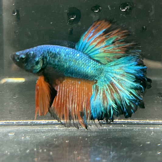 the-fish-farm Premium Male Betta Mustard Halfmoon Premium Male Betta - One Only - 2 Buy Mustard Halfmoon Male Bettas at The Fish Farm Australia
