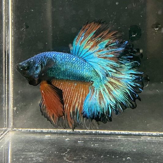 the-fish-farm Premium Male Betta Mustard Halfmoon Premium Male Betta - One Only - 2 Buy Mustard Halfmoon Male Bettas at The Fish Farm Australia