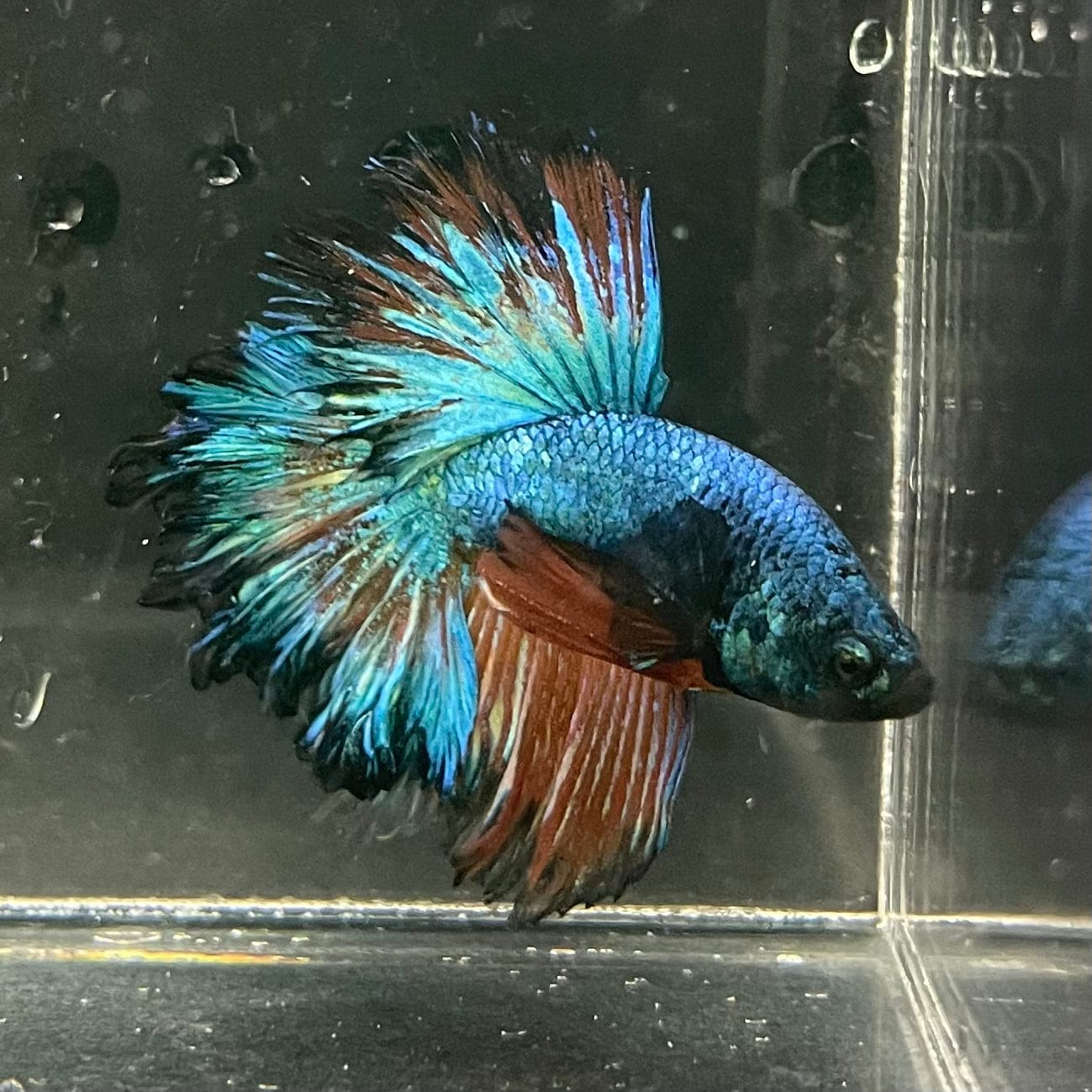 the-fish-farm Premium Male Betta Mustard Halfmoon Premium Male Betta - One Only - 2 Buy Mustard Halfmoon Male Bettas at The Fish Farm Australia
