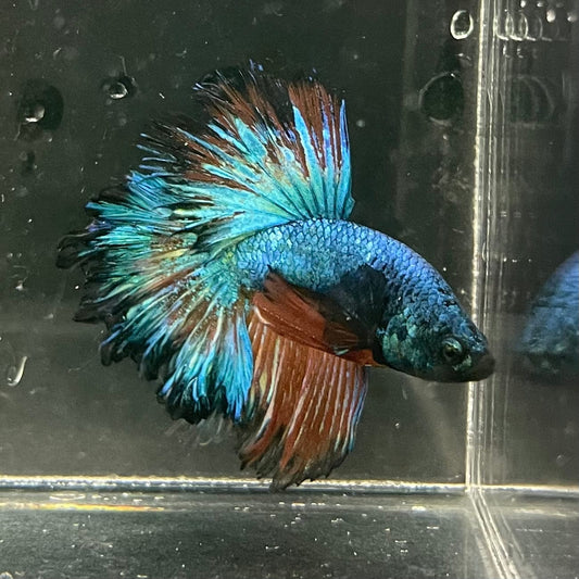 the-fish-farm Premium Male Betta Mustard Halfmoon Premium Male Betta - One Only - 2 Buy Mustard Halfmoon Male Bettas at The Fish Farm Australia
