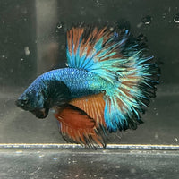 the-fish-farm Premium Male Betta Mustard Halfmoon Premium Male Betta - One Only - 2 Buy Mustard Halfmoon Male Bettas at The Fish Farm Australia