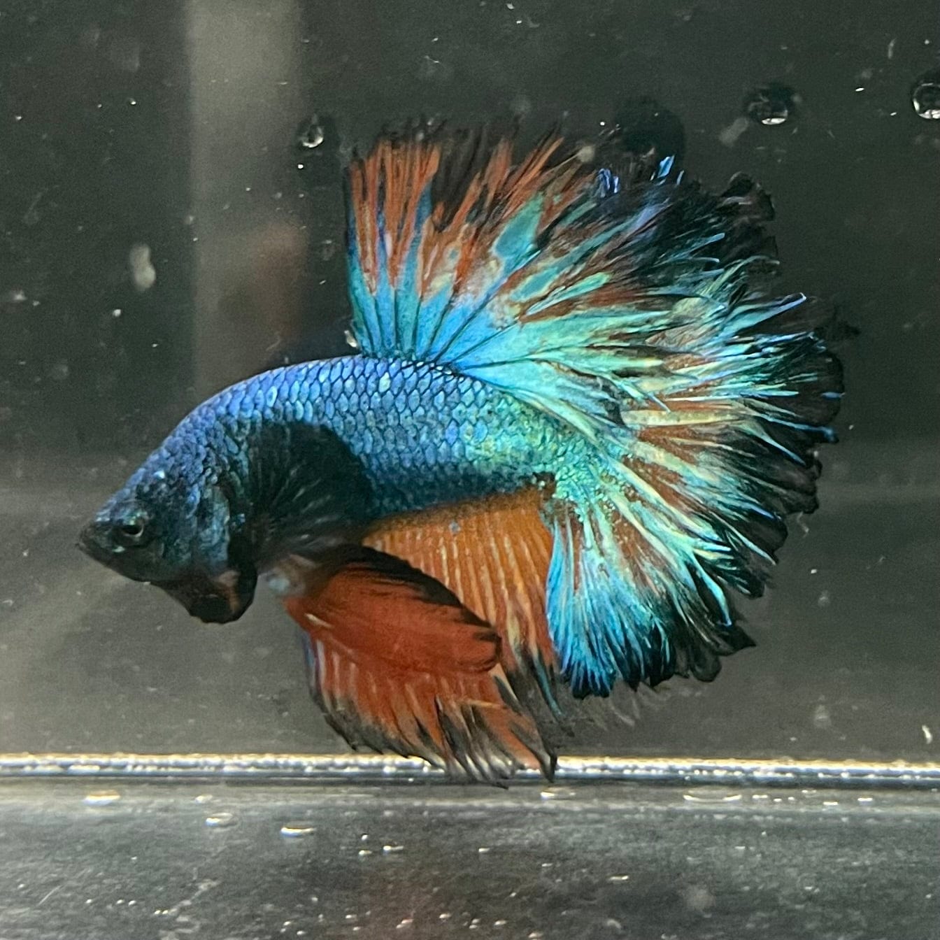 the-fish-farm Premium Male Betta Mustard Halfmoon Premium Male Betta - One Only - 2 Buy Mustard Halfmoon Male Bettas at The Fish Farm Australia