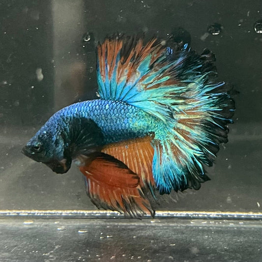 the-fish-farm Premium Male Betta Mustard Halfmoon Premium Male Betta - One Only - 2 Buy Mustard Halfmoon Male Bettas at The Fish Farm Australia