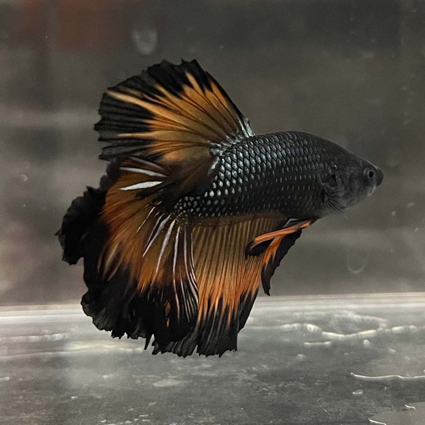the-fish-farm Premium Male Betta Mustard Halfmoon Premium Male Betta - One Only - 20 Buy Mustard Halfmoon Male Bettas at The Fish Farm Australia