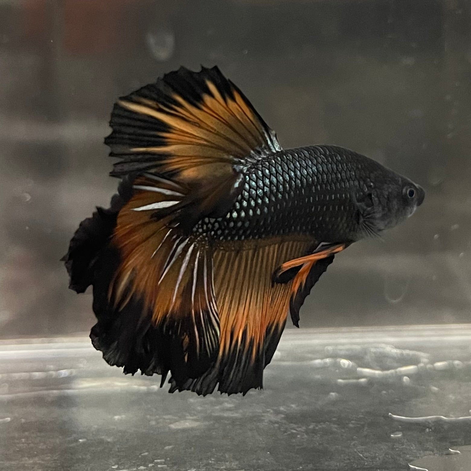 the-fish-farm Premium Male Betta Mustard Halfmoon Premium Male Betta - One Only - 20 Buy Mustard Halfmoon Male Bettas at The Fish Farm Australia