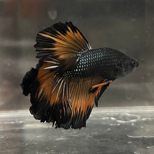 the-fish-farm Premium Male Betta Mustard Halfmoon Premium Male Betta - One Only - 20 Buy Mustard Halfmoon Male Bettas at The Fish Farm Australia