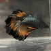 the-fish-farm Premium Male Betta Mustard Halfmoon Premium Male Betta - One Only - 20 Buy Mustard Halfmoon Male Bettas at The Fish Farm Australia