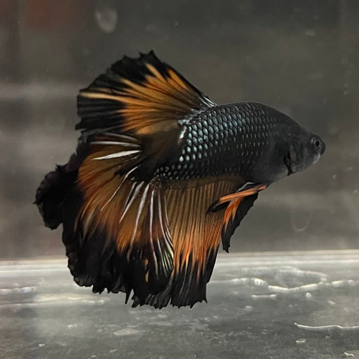the-fish-farm Premium Male Betta Mustard Halfmoon Premium Male Betta - One Only - 20 Buy Mustard Halfmoon Male Bettas at The Fish Farm Australia