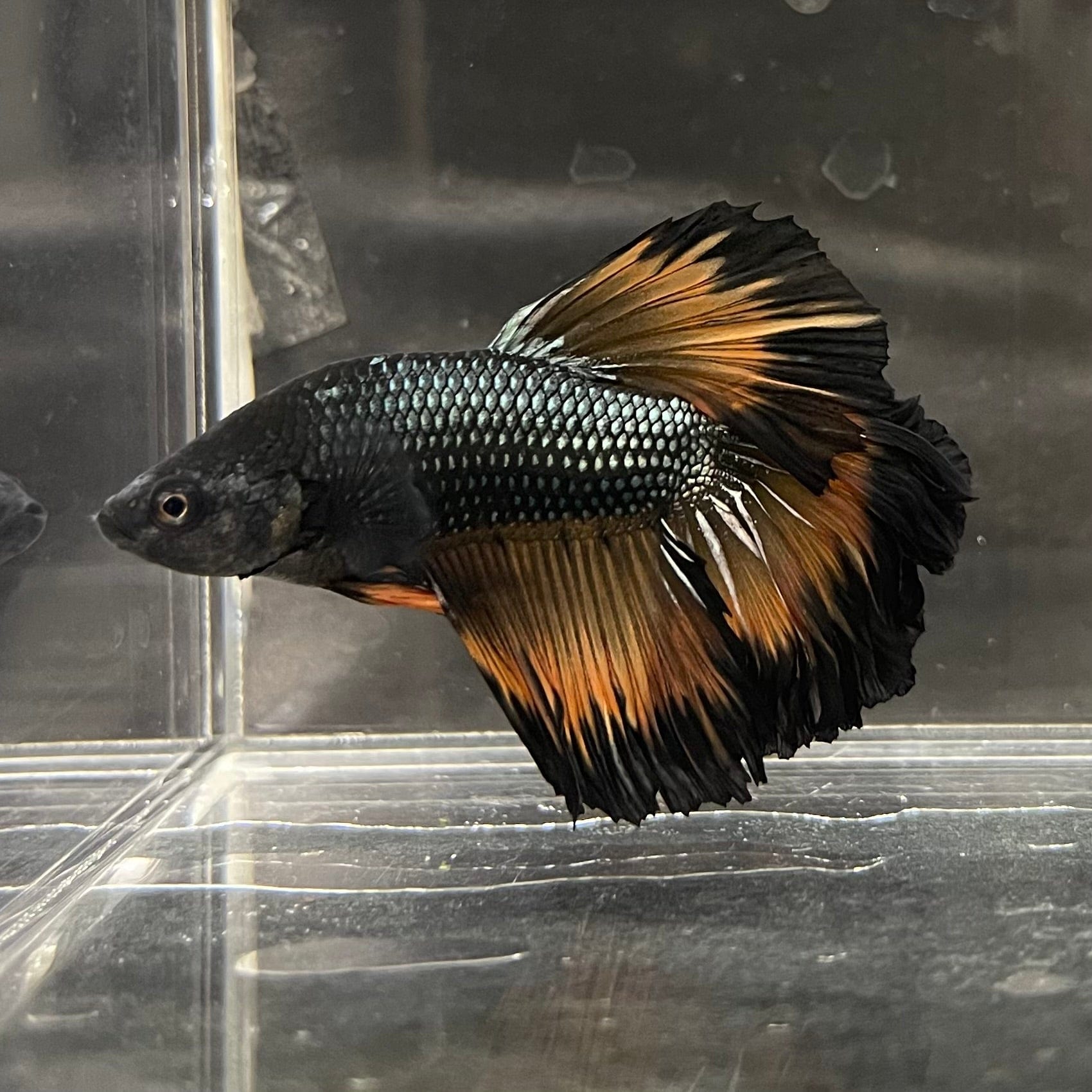 the-fish-farm Premium Male Betta Mustard Halfmoon Premium Male Betta - One Only - 20 Buy Mustard Halfmoon Male Bettas at The Fish Farm Australia