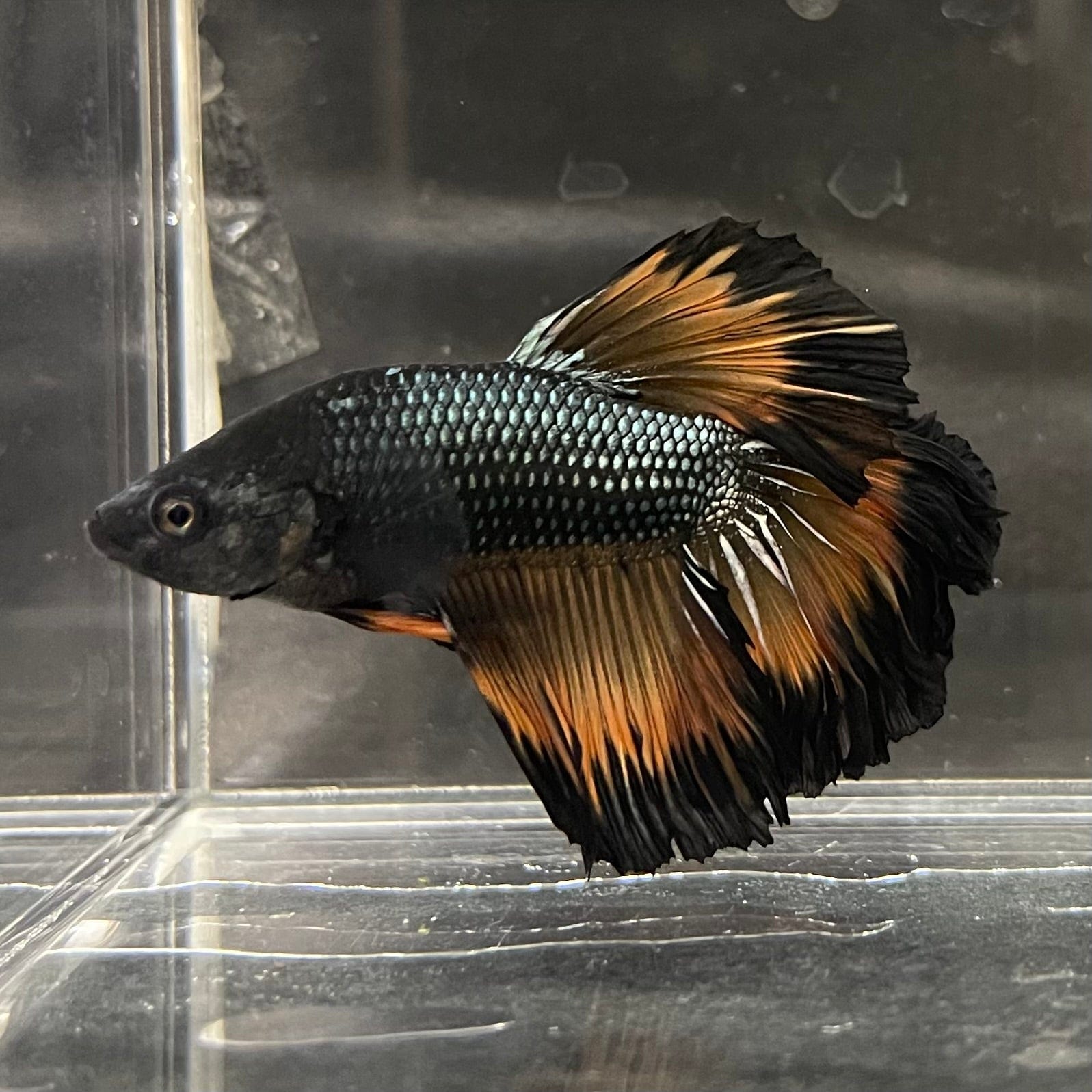 the-fish-farm Premium Male Betta Mustard Halfmoon Premium Male Betta - One Only - 20 Buy Mustard Halfmoon Male Bettas at The Fish Farm Australia