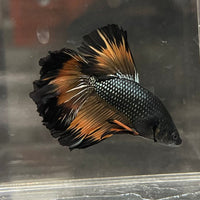 the-fish-farm Premium Male Betta Mustard Halfmoon Premium Male Betta - One Only - 20 Buy Mustard Halfmoon Male Bettas at The Fish Farm Australia