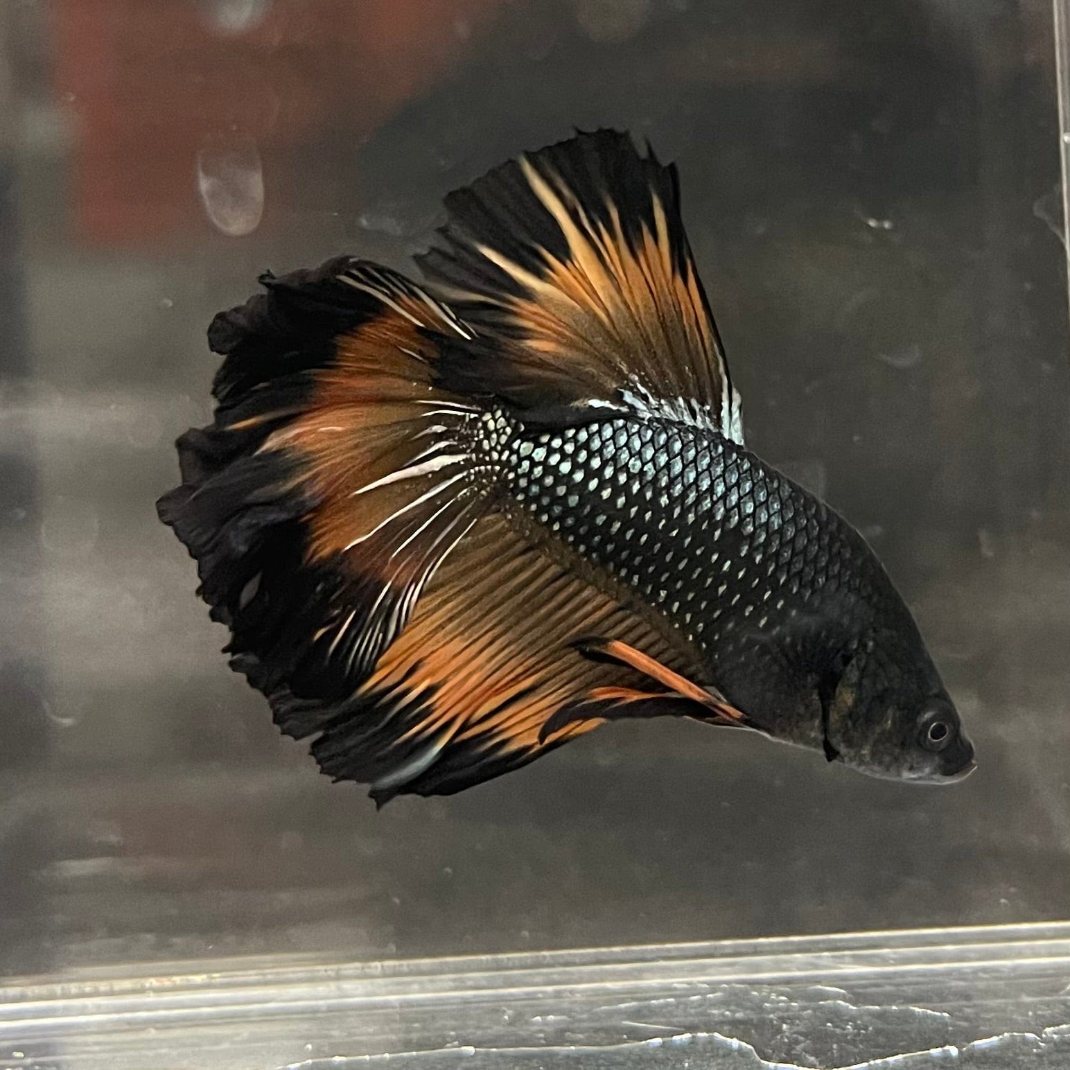 the-fish-farm Premium Male Betta Mustard Halfmoon Premium Male Betta - One Only - 20 Buy Mustard Halfmoon Male Bettas at The Fish Farm Australia