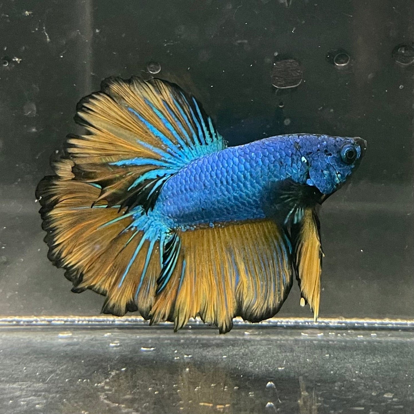 the-fish-farm Premium Male Betta Mustard Halfmoon Premium Male Betta - One Only - 3 Buy Mustard Halfmoon Male Bettas at The Fish Farm Australia