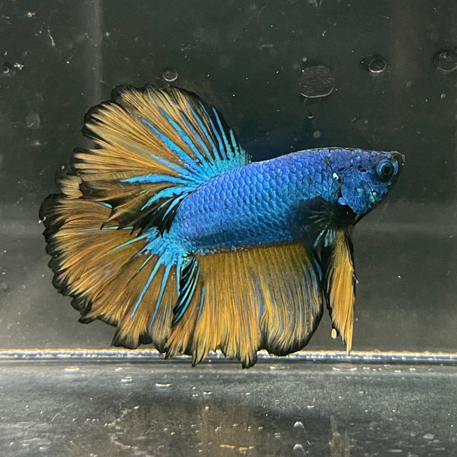 the-fish-farm Premium Male Betta Mustard Halfmoon Premium Male Betta - One Only - 3 Buy Mustard Halfmoon Male Bettas at The Fish Farm Australia