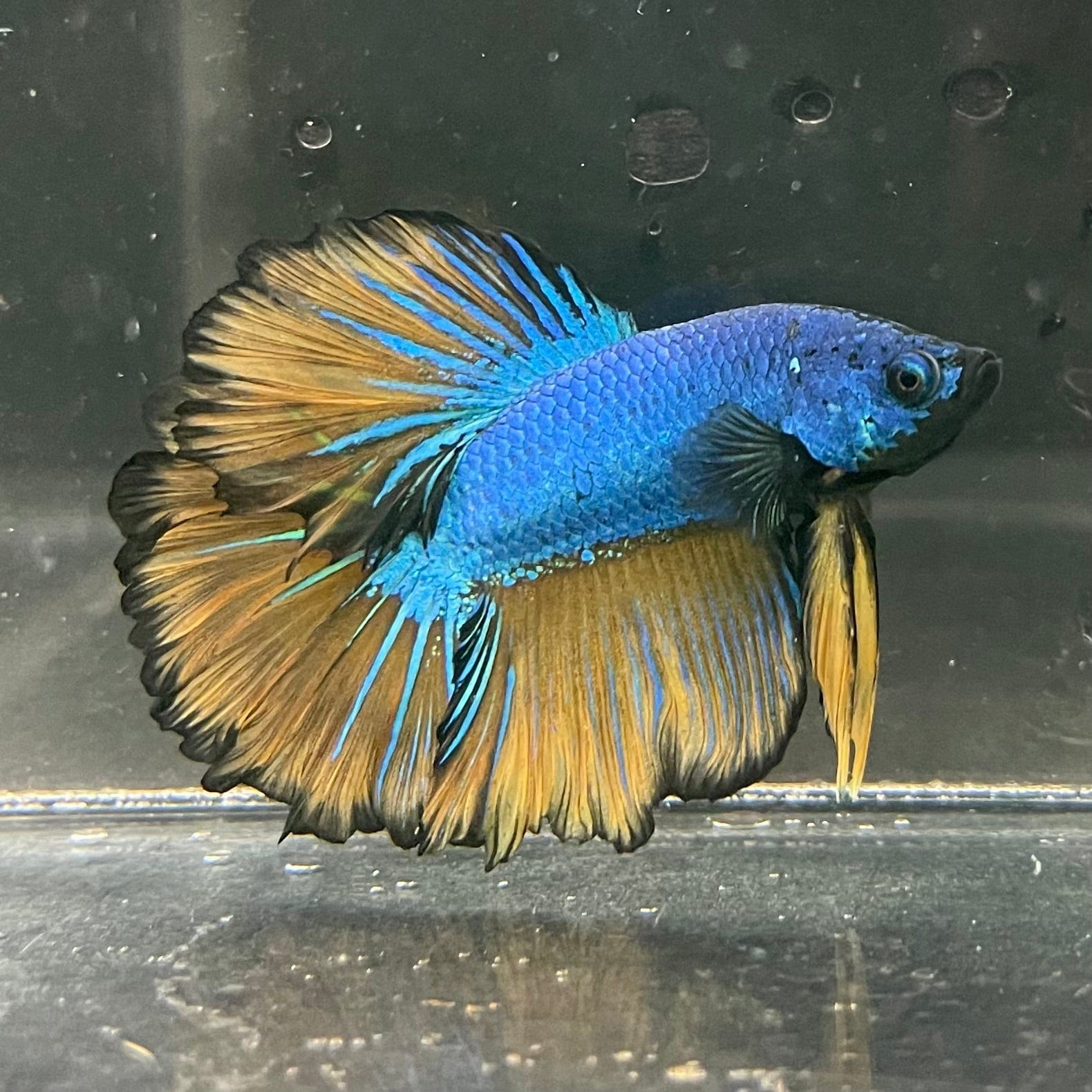 the-fish-farm Premium Male Betta Mustard Halfmoon Premium Male Betta - One Only - 3 Buy Mustard Halfmoon Male Bettas at The Fish Farm Australia