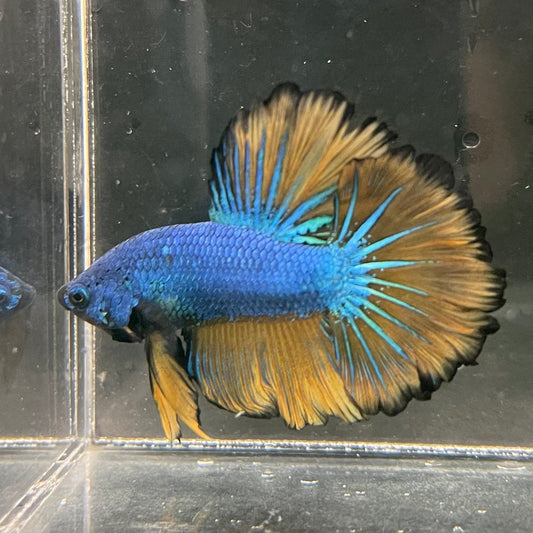 the-fish-farm Premium Male Betta Mustard Halfmoon Premium Male Betta - One Only - 3 Buy Mustard Halfmoon Male Bettas at The Fish Farm Australia