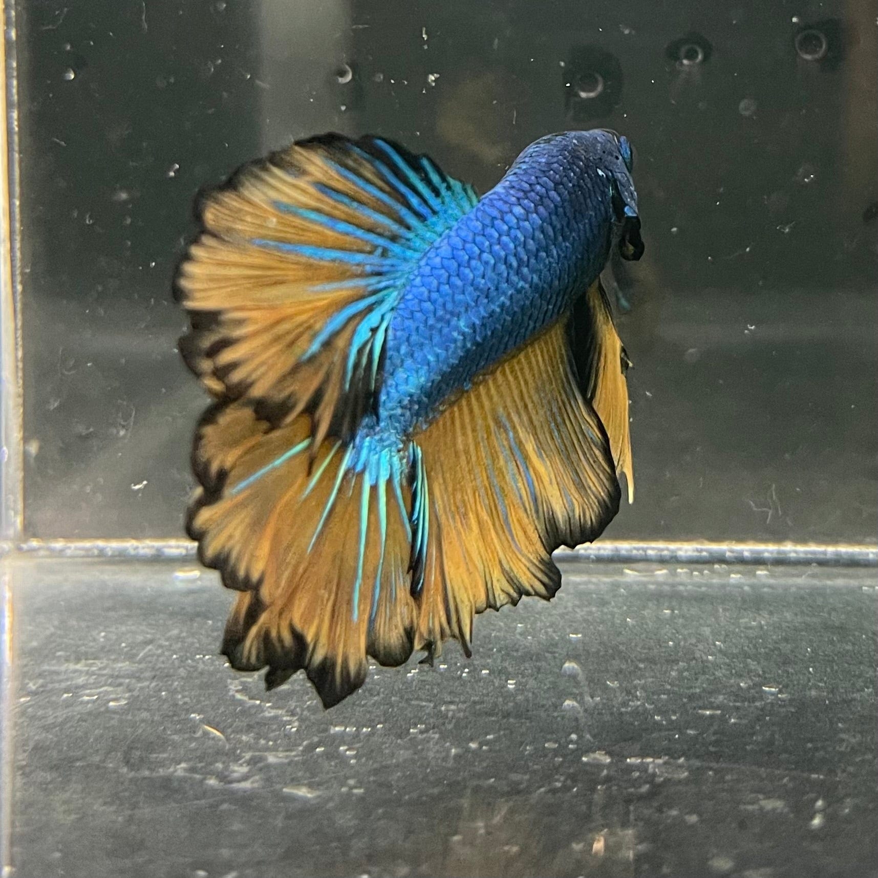 the-fish-farm Premium Male Betta Mustard Halfmoon Premium Male Betta - One Only - 3 Buy Mustard Halfmoon Male Bettas at The Fish Farm Australia