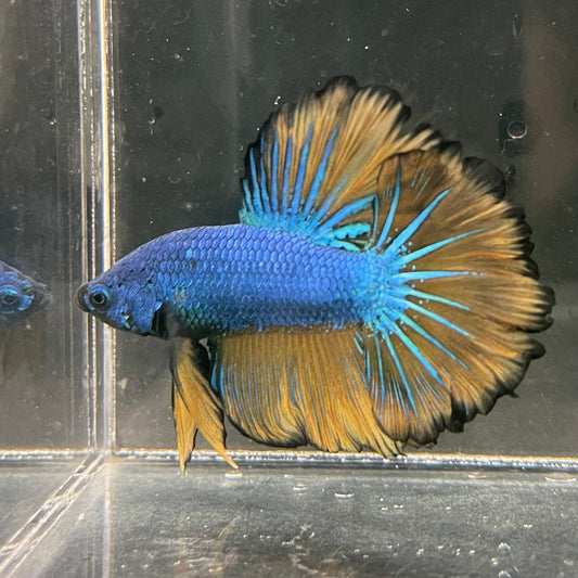 the-fish-farm Premium Male Betta Mustard Halfmoon Premium Male Betta - One Only - 3 Buy Mustard Halfmoon Male Bettas at The Fish Farm Australia