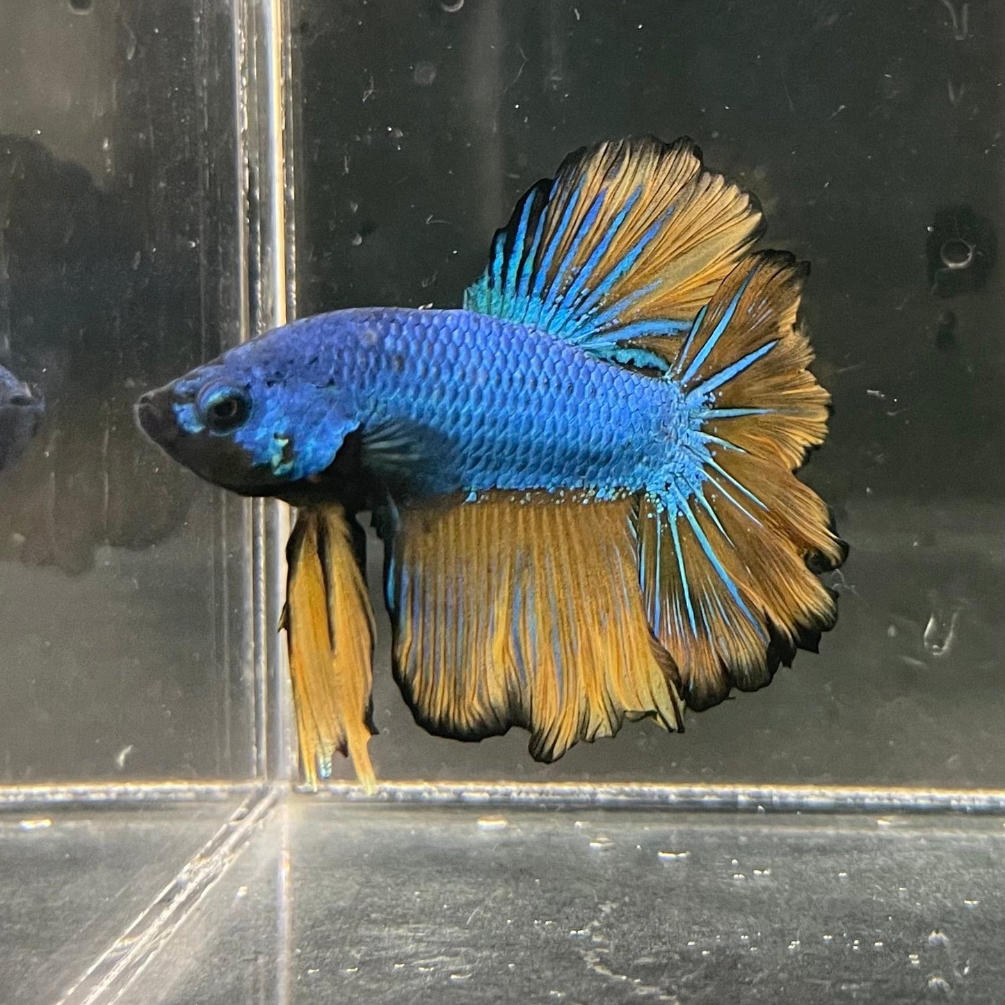 the-fish-farm Premium Male Betta Mustard Halfmoon Premium Male Betta - One Only - 3 Buy Mustard Halfmoon Male Bettas at The Fish Farm Australia