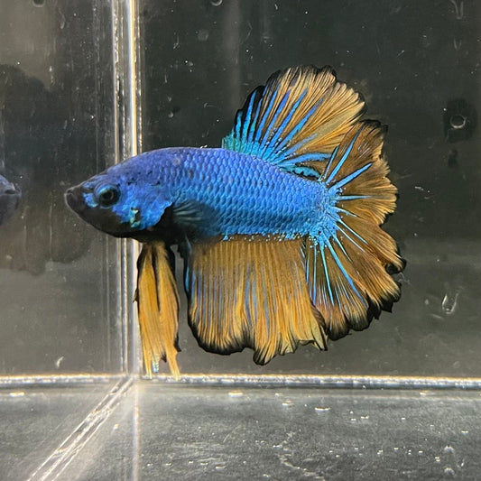 the-fish-farm Premium Male Betta Mustard Halfmoon Premium Male Betta - One Only - 3 Buy Mustard Halfmoon Male Bettas at The Fish Farm Australia