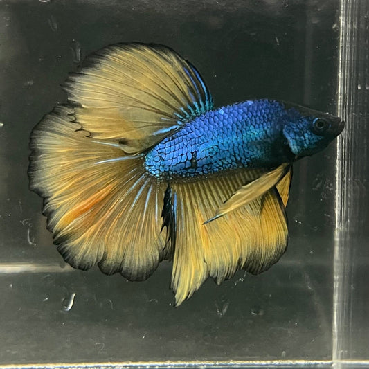 the-fish-farm Premium Male Betta Mustard Halfmoon Premium Male Betta - One Only - 4 Buy Mustard Halfmoon Male Bettas at The Fish Farm Australia