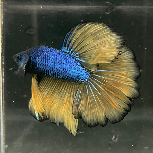 the-fish-farm Premium Male Betta Mustard Halfmoon Premium Male Betta - One Only - 4 Buy Mustard Halfmoon Male Bettas at The Fish Farm Australia