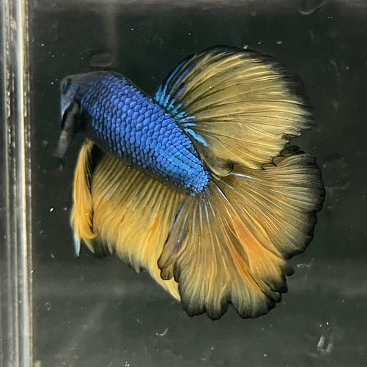 the-fish-farm Premium Male Betta Mustard Halfmoon Premium Male Betta - One Only - 4 Buy Mustard Halfmoon Male Bettas at The Fish Farm Australia