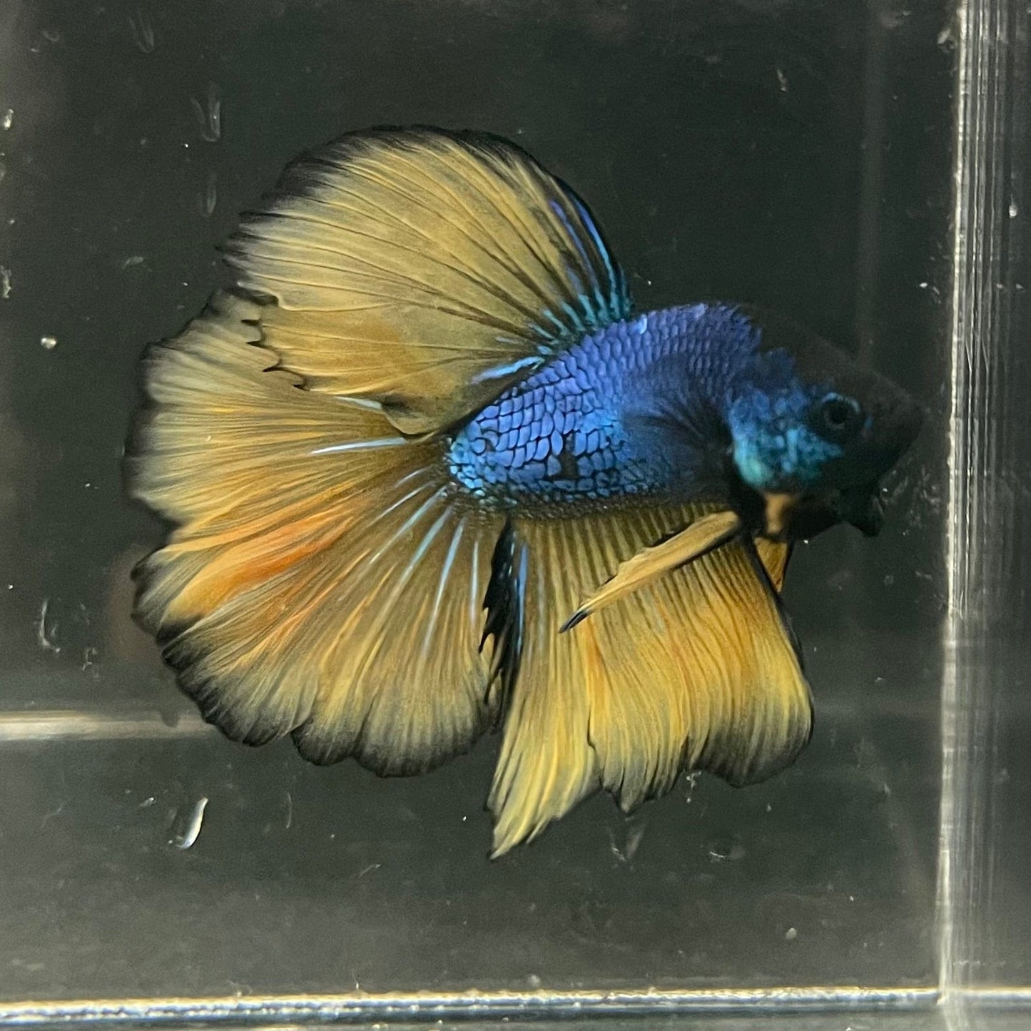 the-fish-farm Premium Male Betta Mustard Halfmoon Premium Male Betta - One Only - 4 Buy Mustard Halfmoon Male Bettas at The Fish Farm Australia